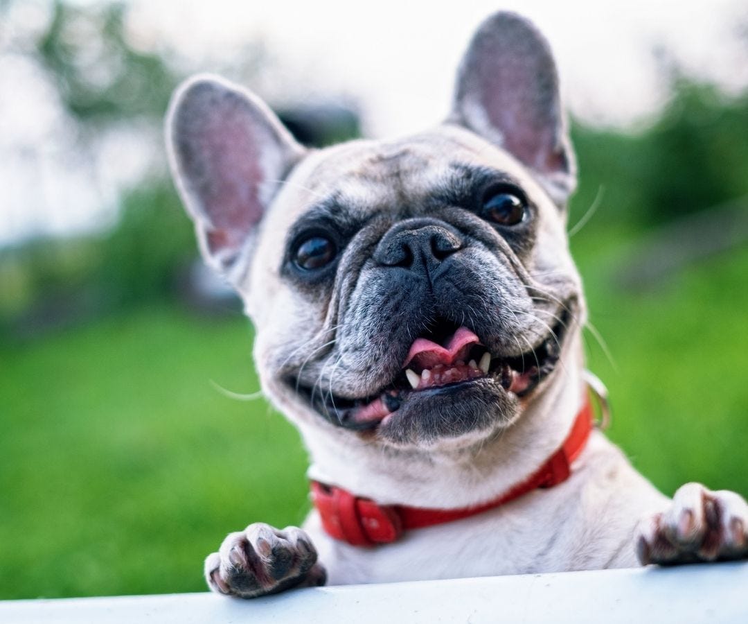 French Bulldog in Heat: Essential Information for Their Care