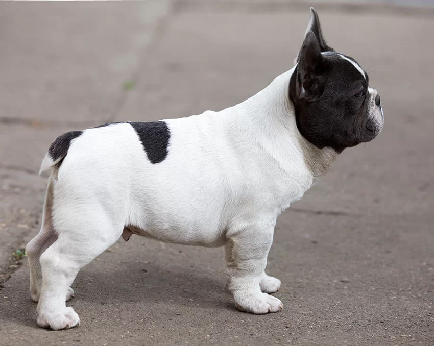 The Four Stages of a French Bulldog in Heat