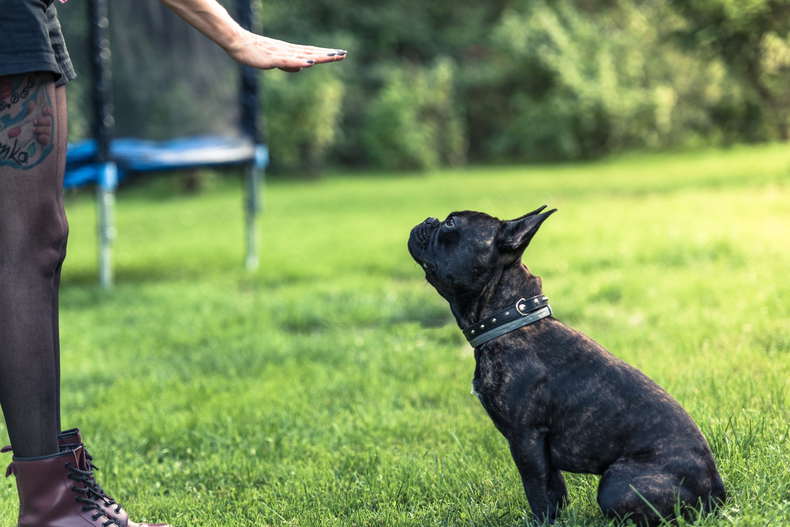 Exercise Considerations for French Bulldogs with Health Issues