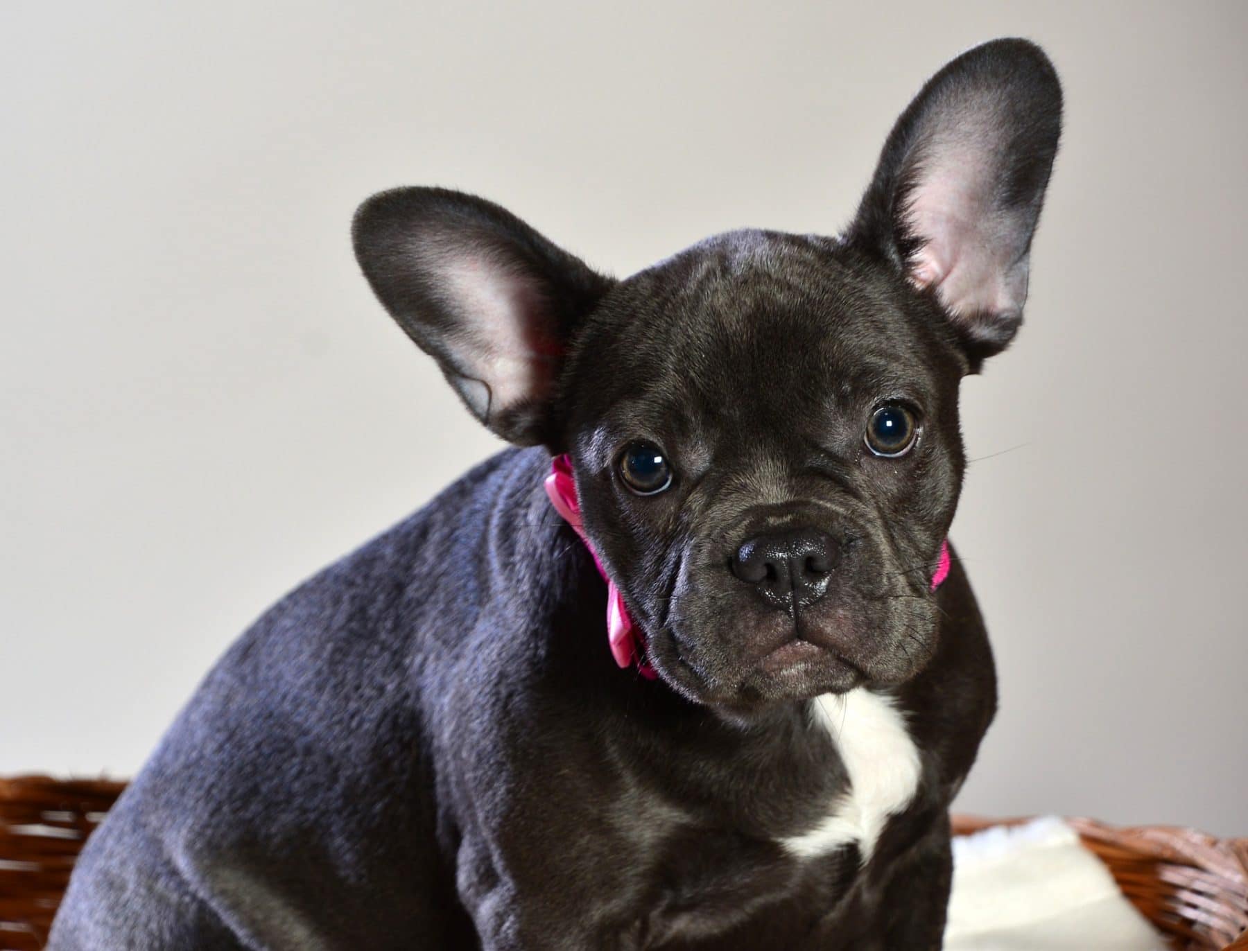 Tools and Accessories for French Bulldog Exercise