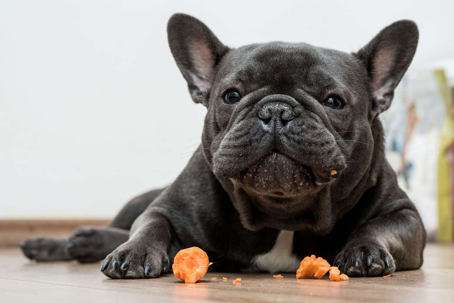 Can Frenchies Eat Carrots