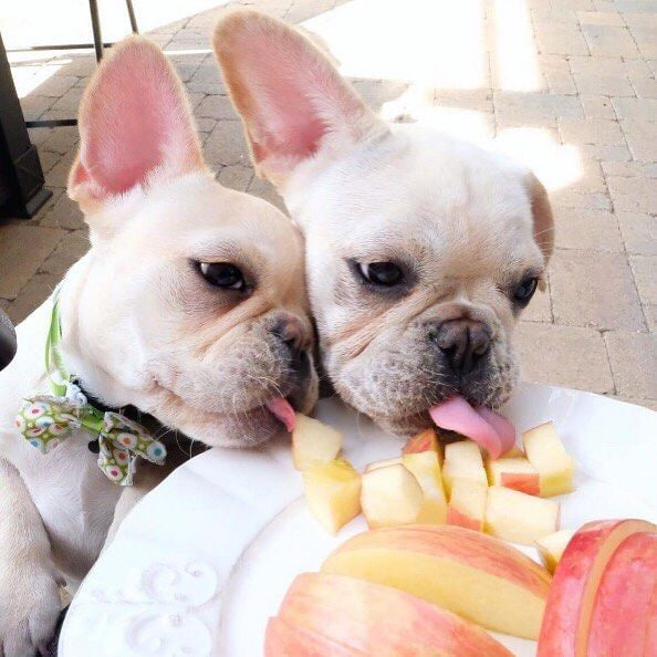 Socializing Your French Bulldogs