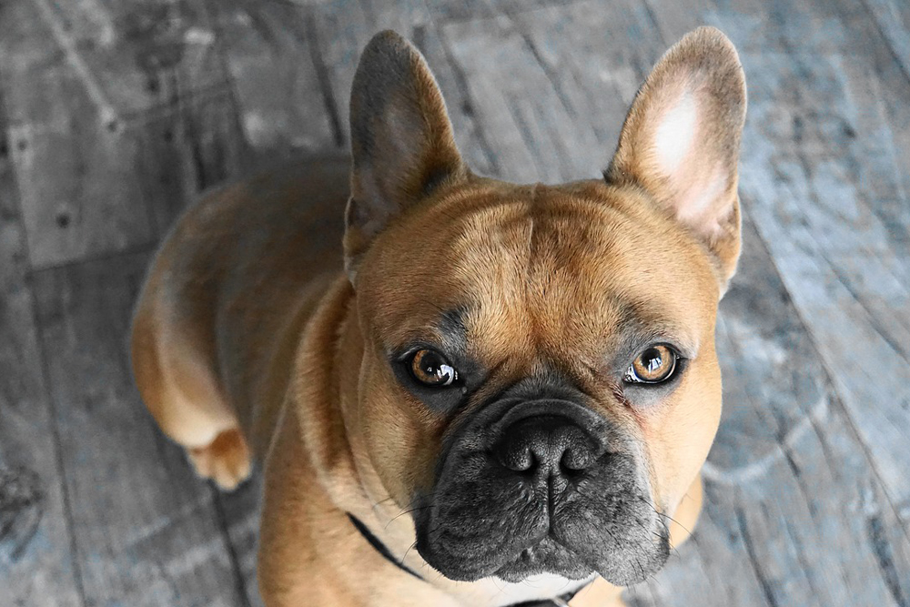 How to Clean Frenchie Ears