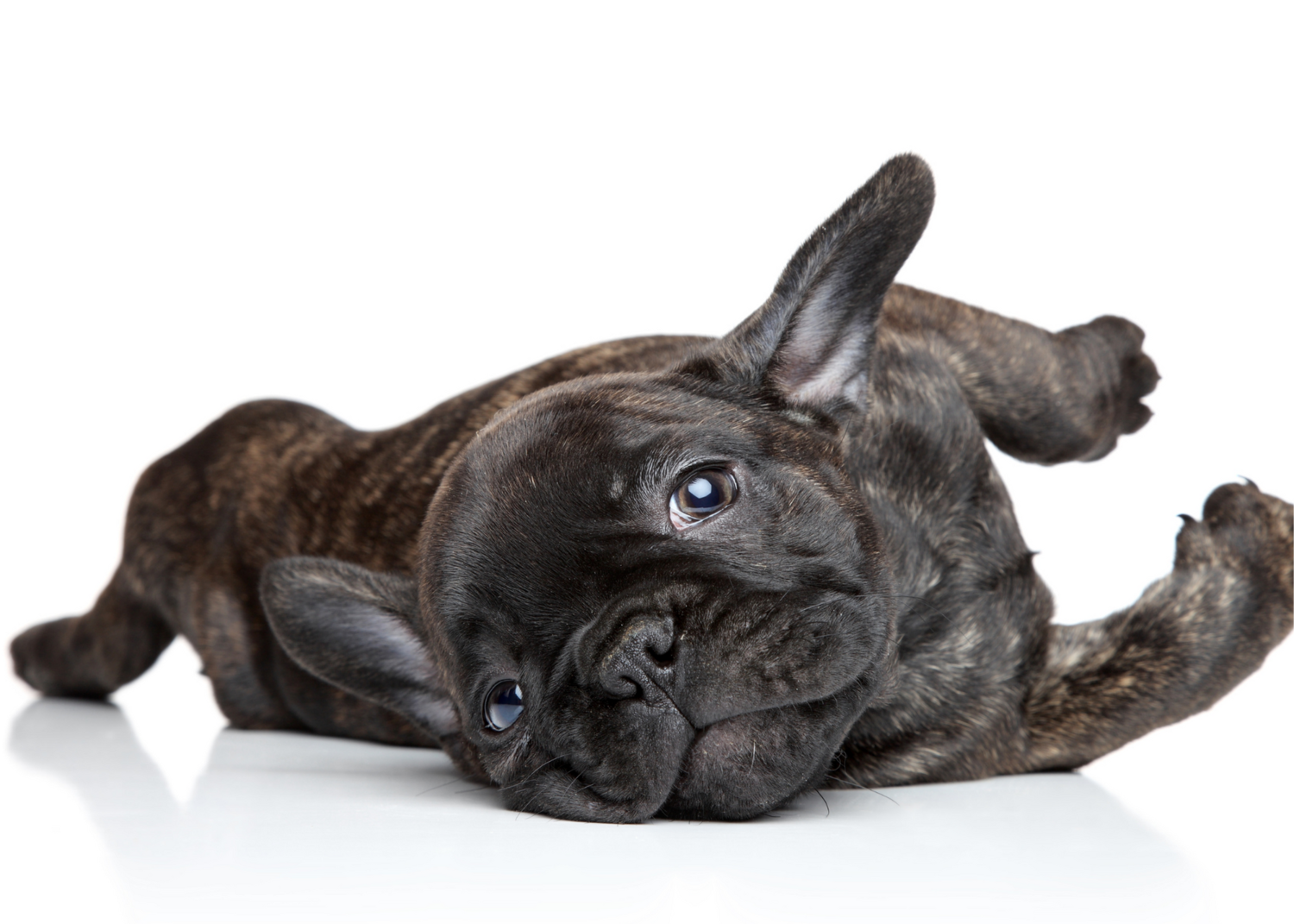 French Bulldog in Heat