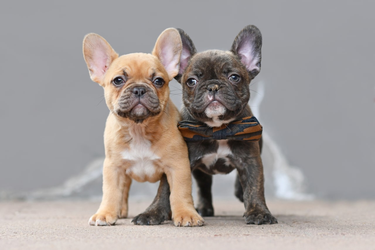 French Bulldog Feeding Charts by Life Stage