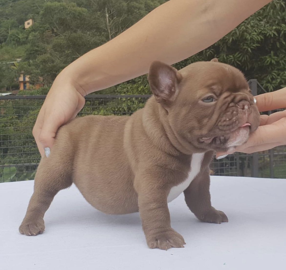 Chocolate French Bulldog