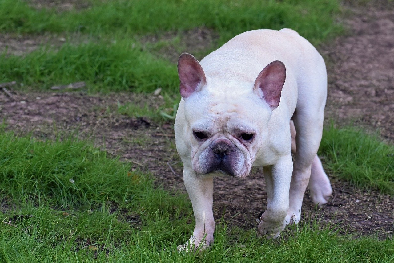 How Much Exercise Does a French Bulldog Need