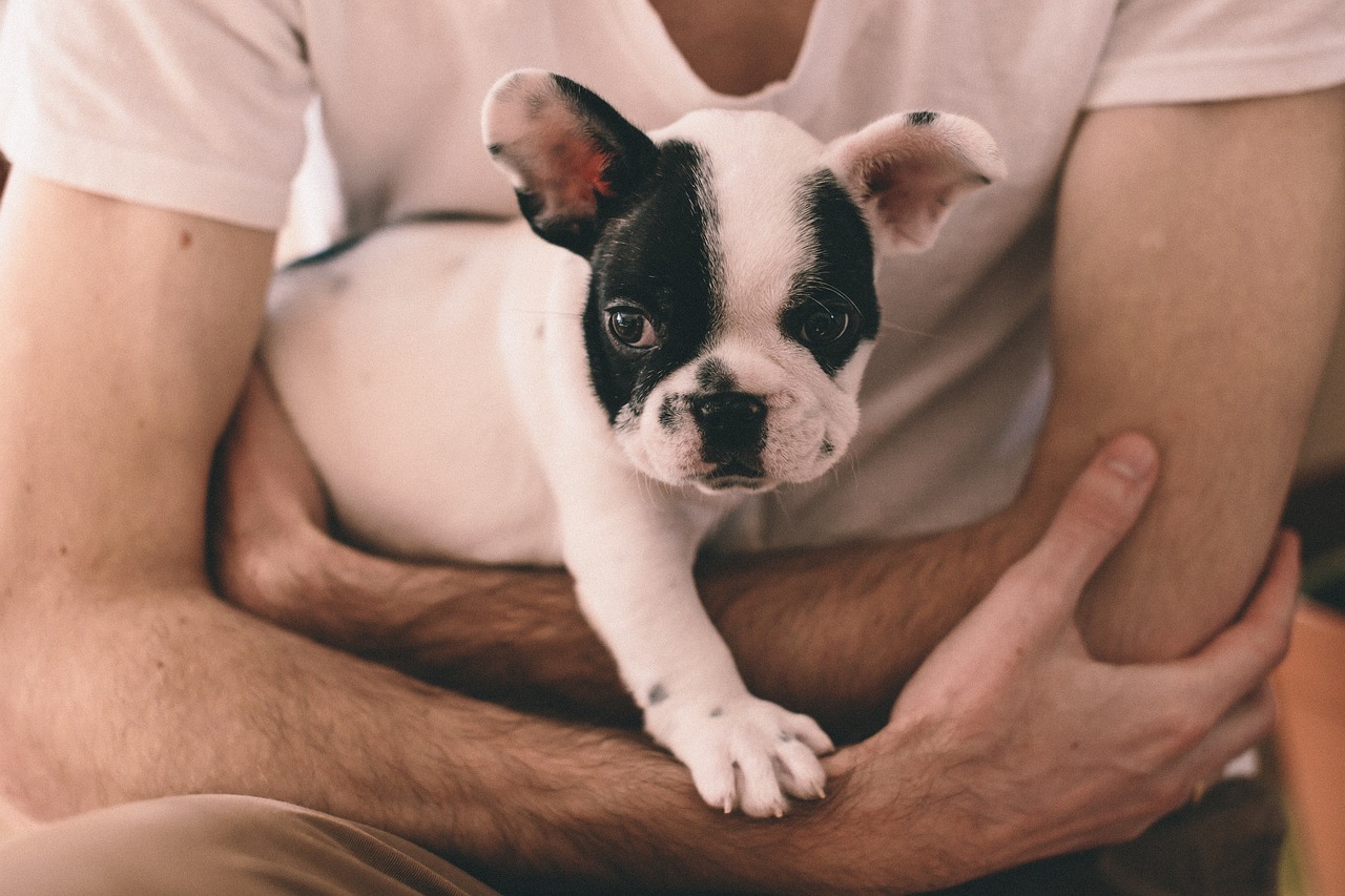 How Much to Feed a French Bulldog Puppy