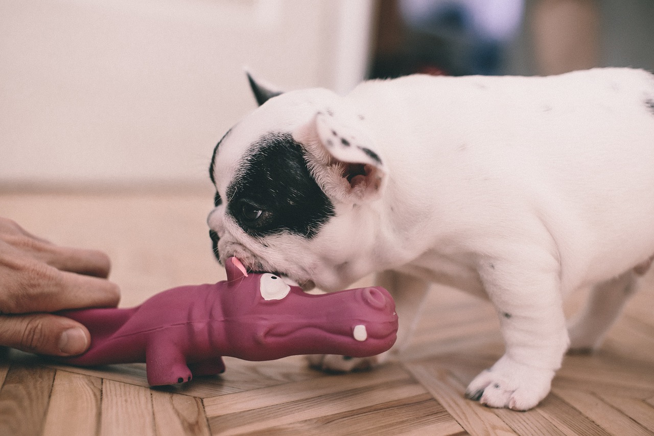 What Can Frenchie Not Eat? Keep Your Pup Safe From These!