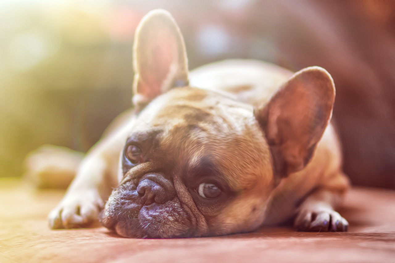 Why are French Bulldogs so Expensive?