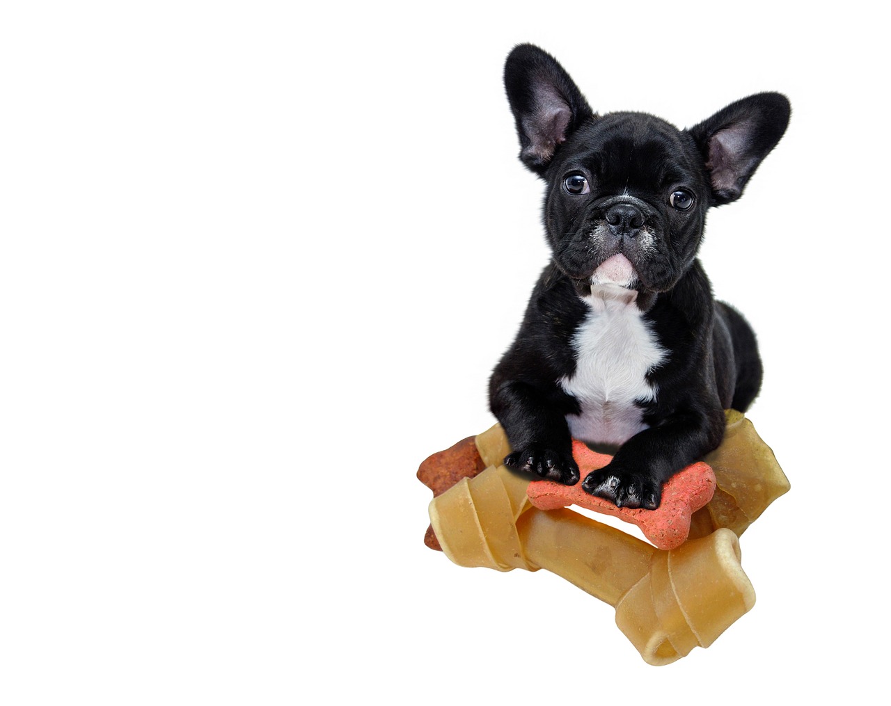 How Much to Feed a French Bulldog Puppy: Best Practices