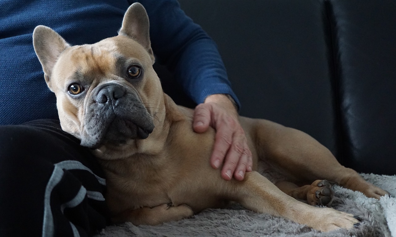 Top Health Issues in French Bulldogs—Is Your Pup at Risk?