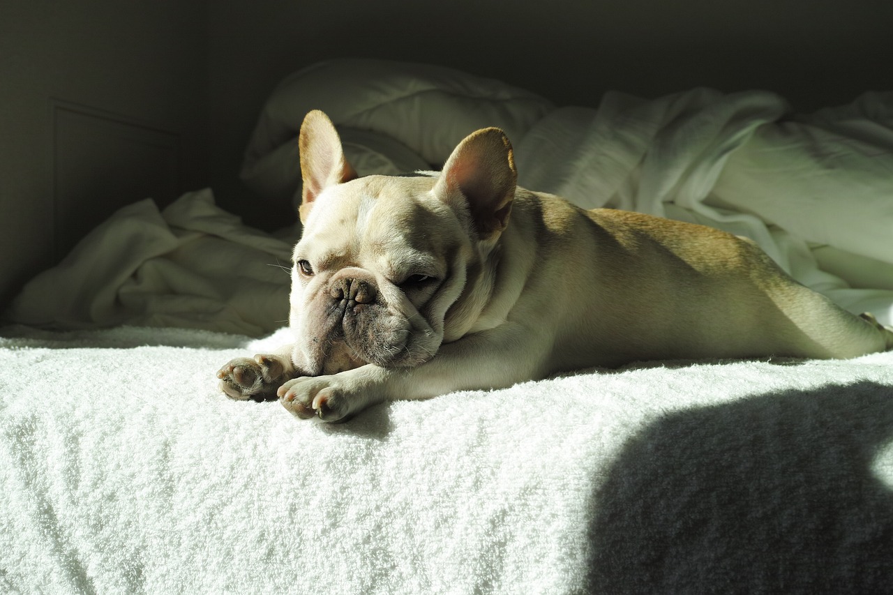 Factors Influencing French Bulldog Behavior