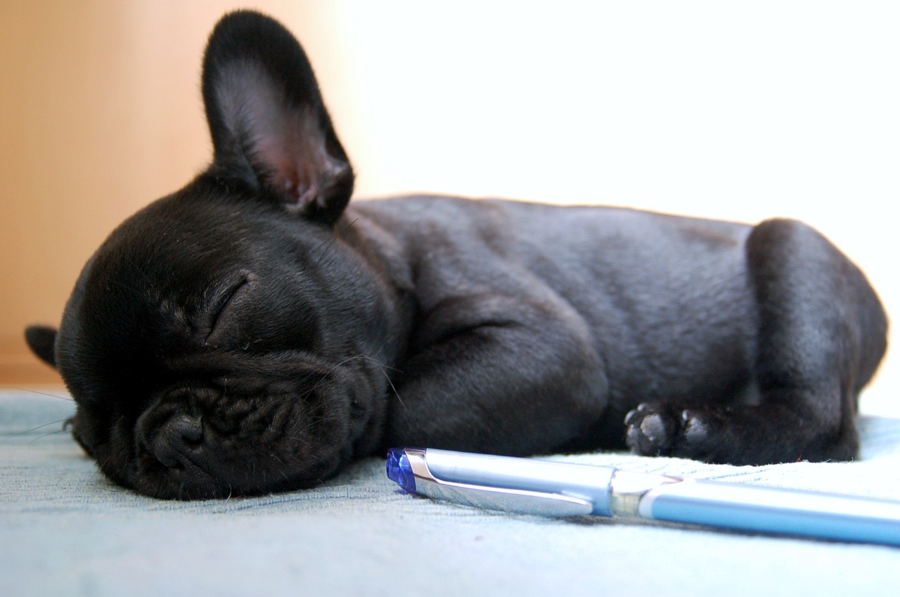 Top Health Issues in French Bulldogs—Is Your Pup at Risk?