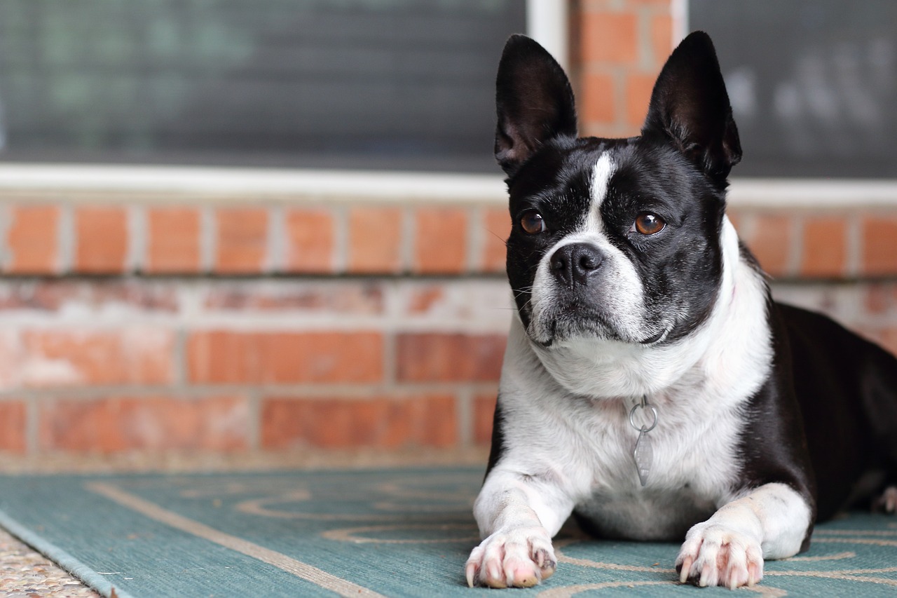 How Long Are French Bulldogs Pregnant? A Guide for Breeders