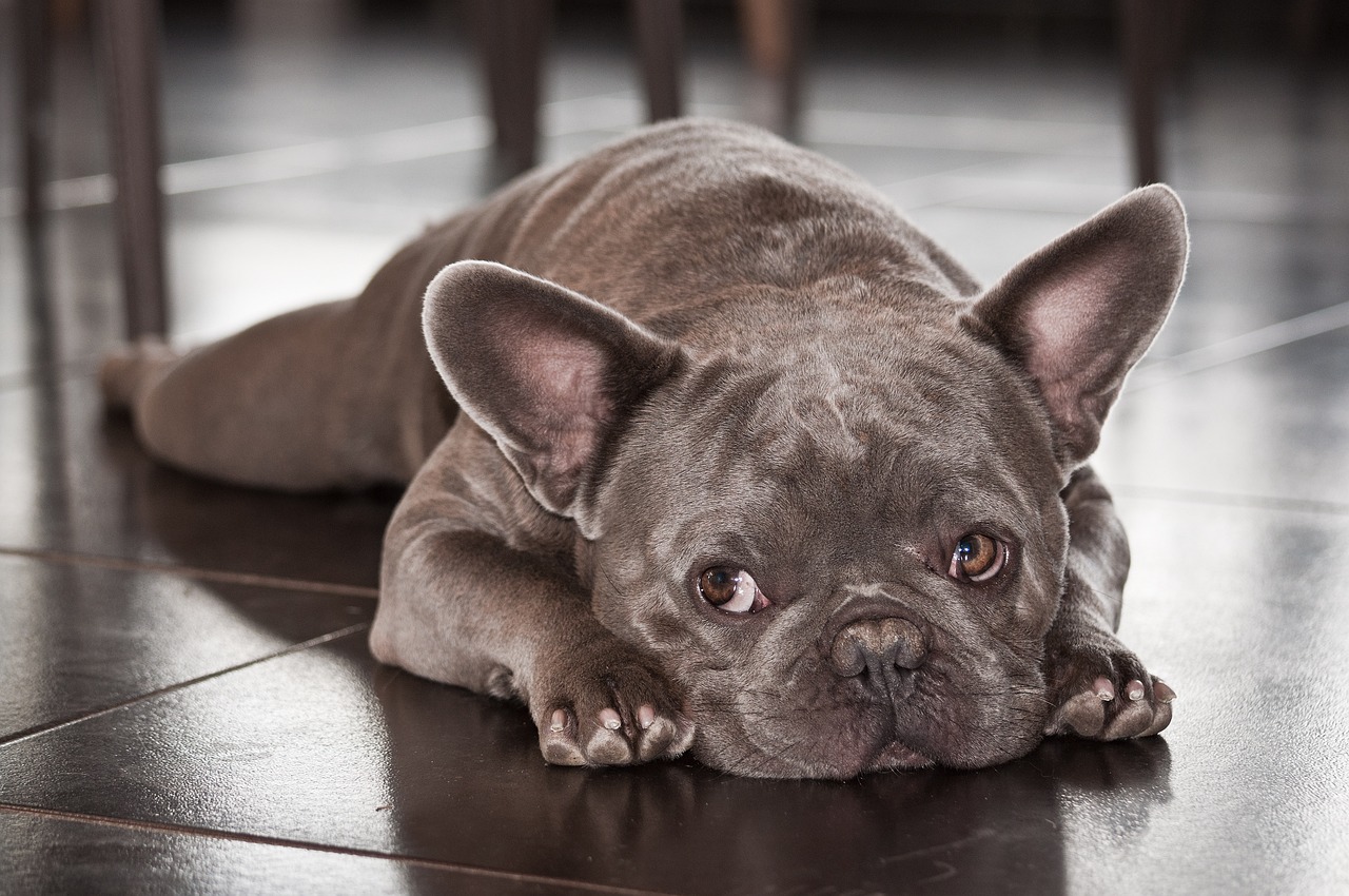 caring-for-your-french-bulldog-tail