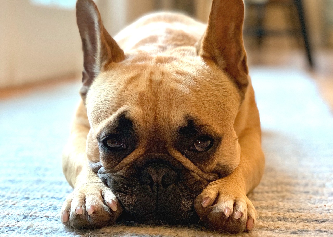 When Do French Bulldogs Calm Down?