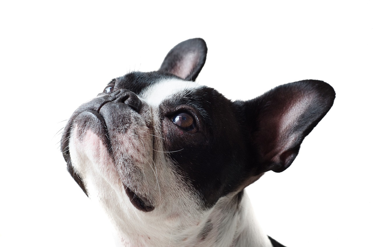 Best Types of Treats for French Bulldogs