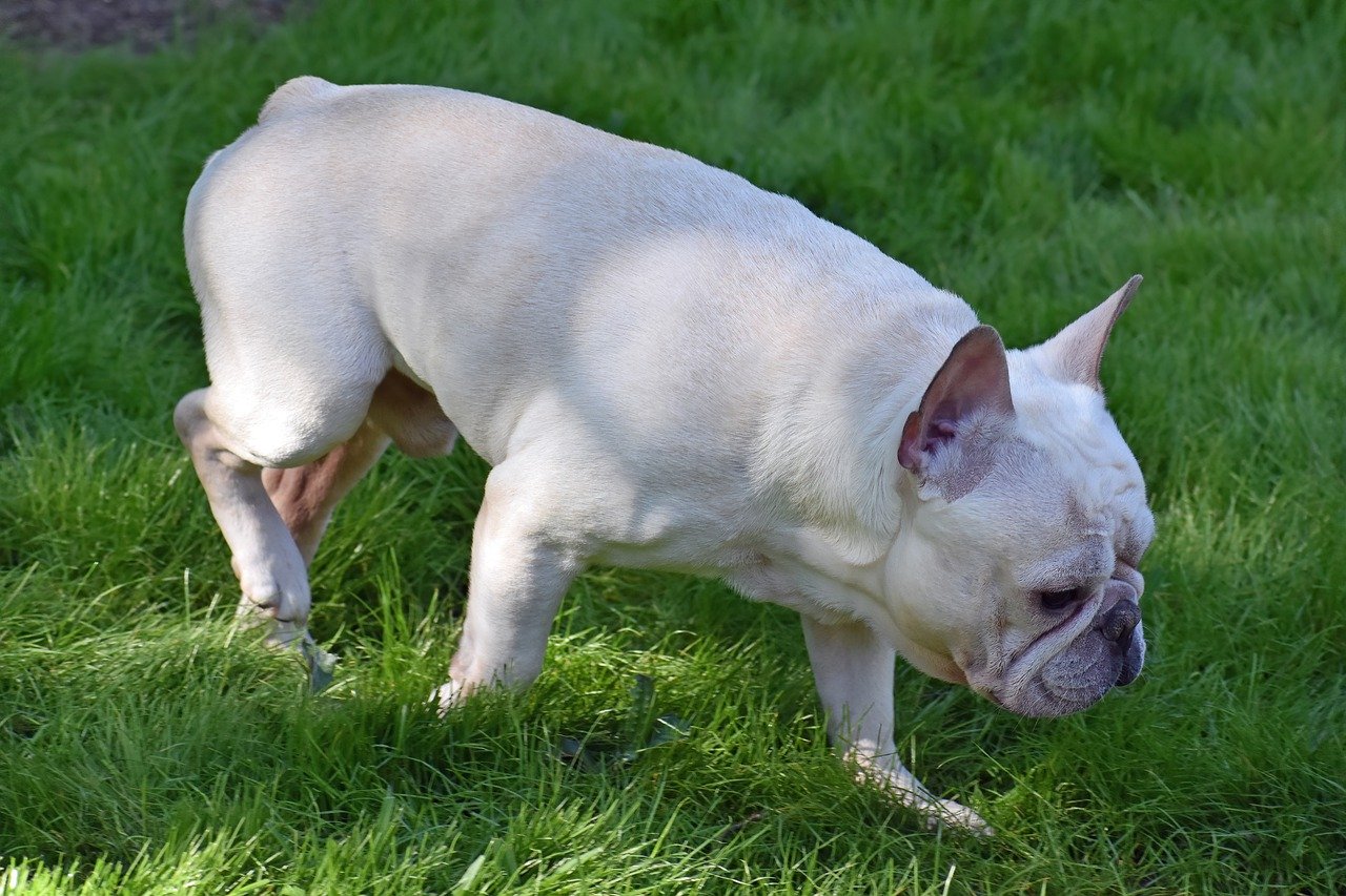 How to Train a Frenchie: An Essential Step-by-Step Guide