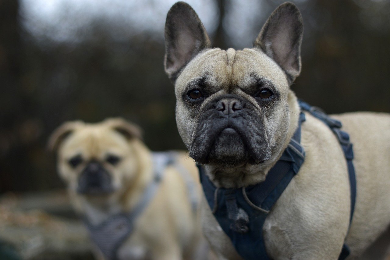 Different Types of Frenchies