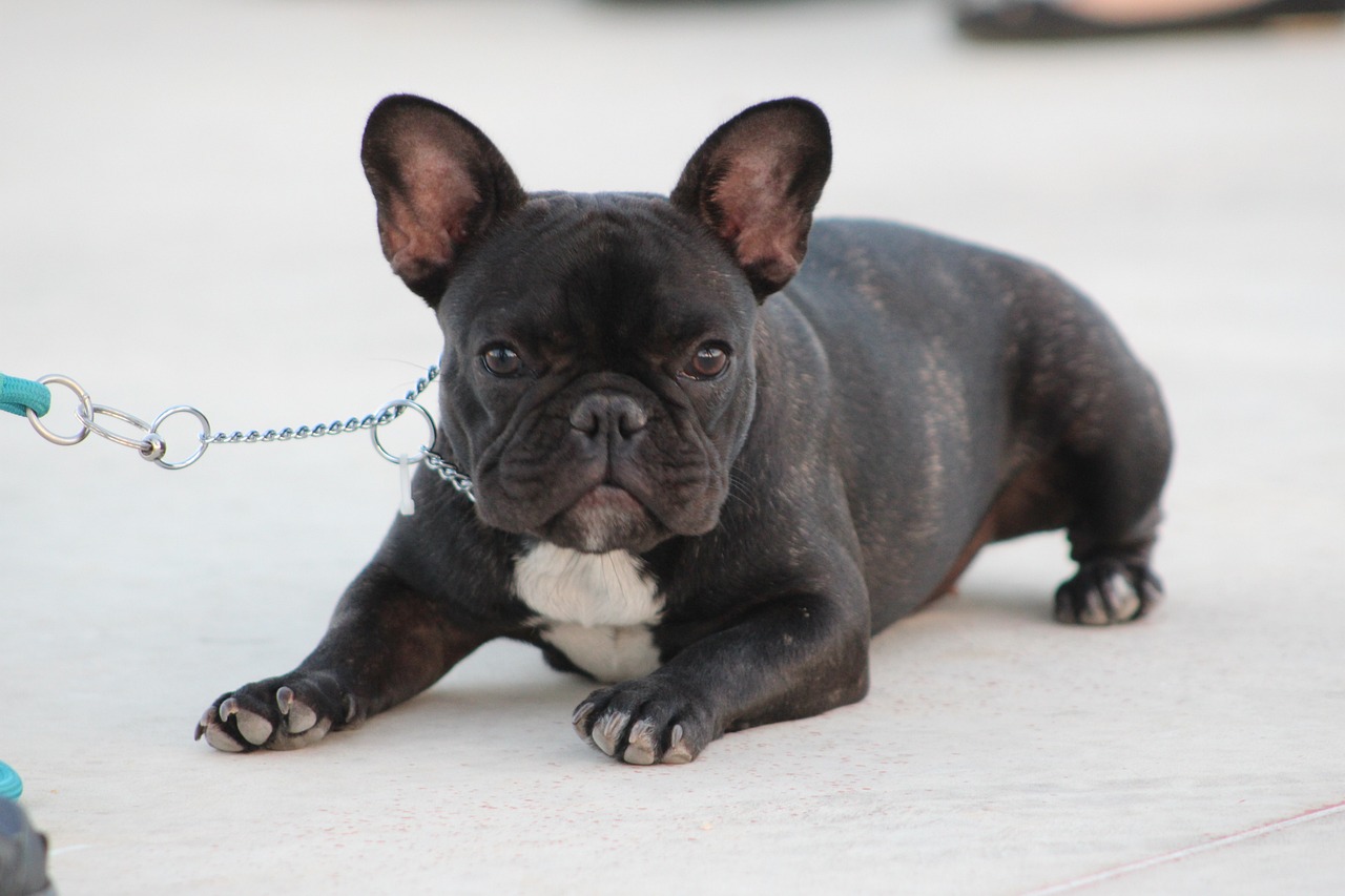 Factors to Consider When Choosing the Best Chews for French Bulldogs