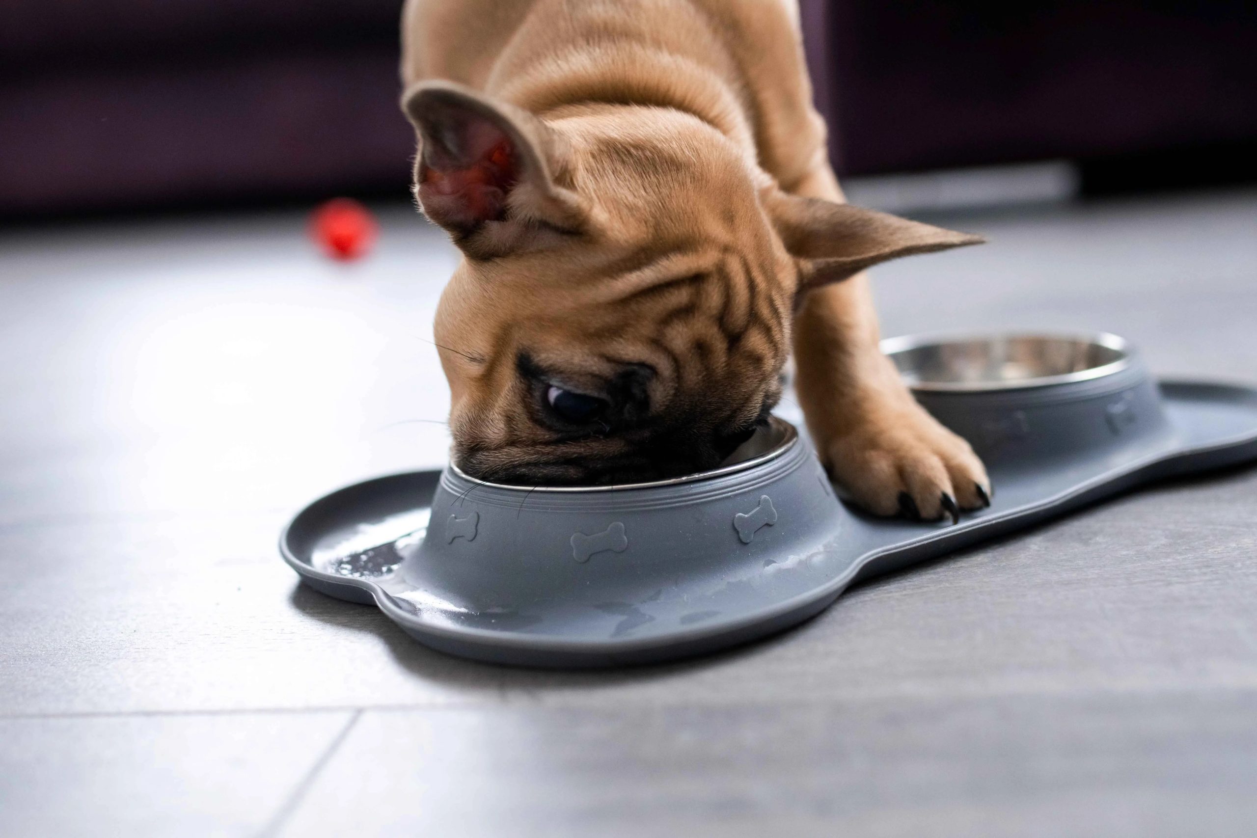 12 Best Food for French Bulldog with Skin Allergies