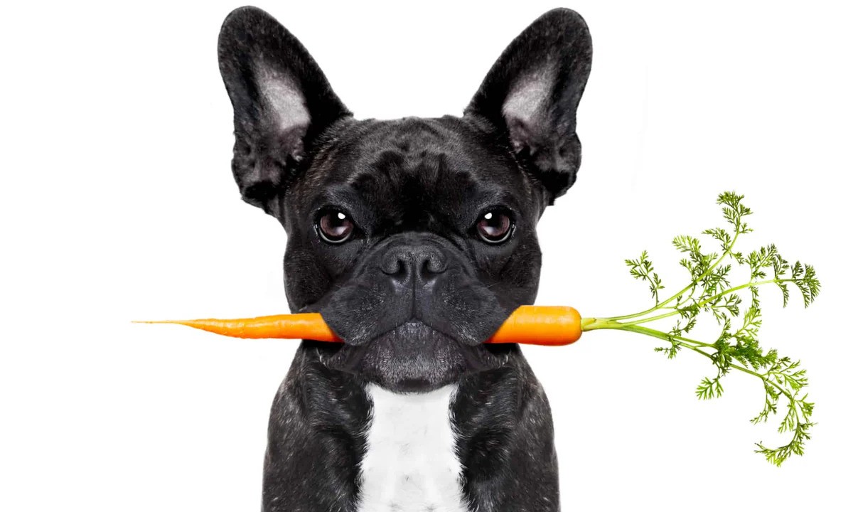 Can Frenchies Eat Carrots: Nutritious Snack or Potential Risk?