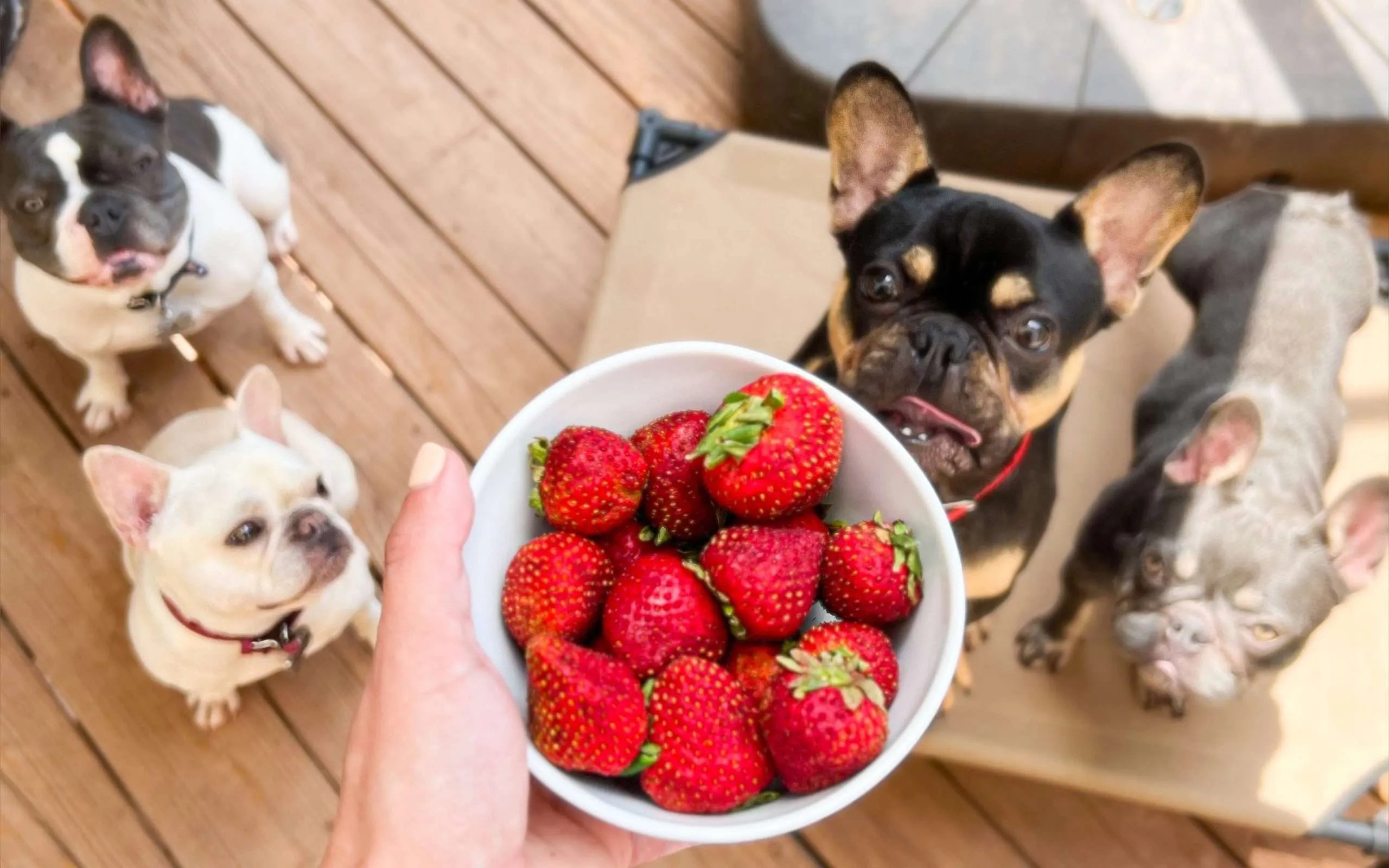 What Fruits Can Frenchie Eat? A Guide to Healthy Sweet Snack