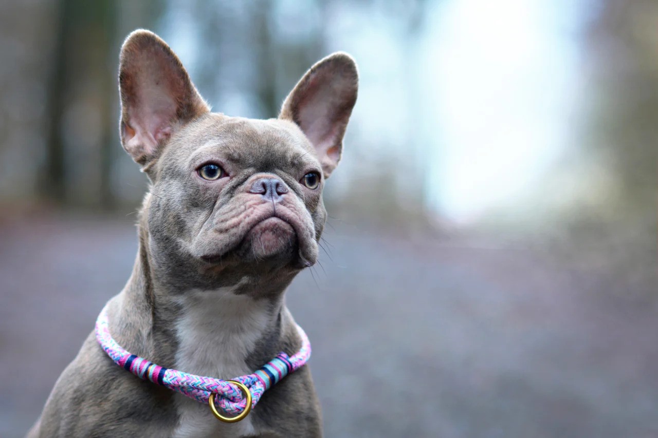 Lilac French Bulldog