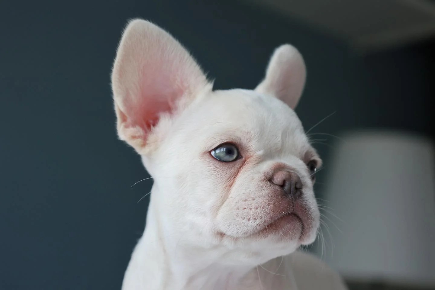 Platinum French Bulldog