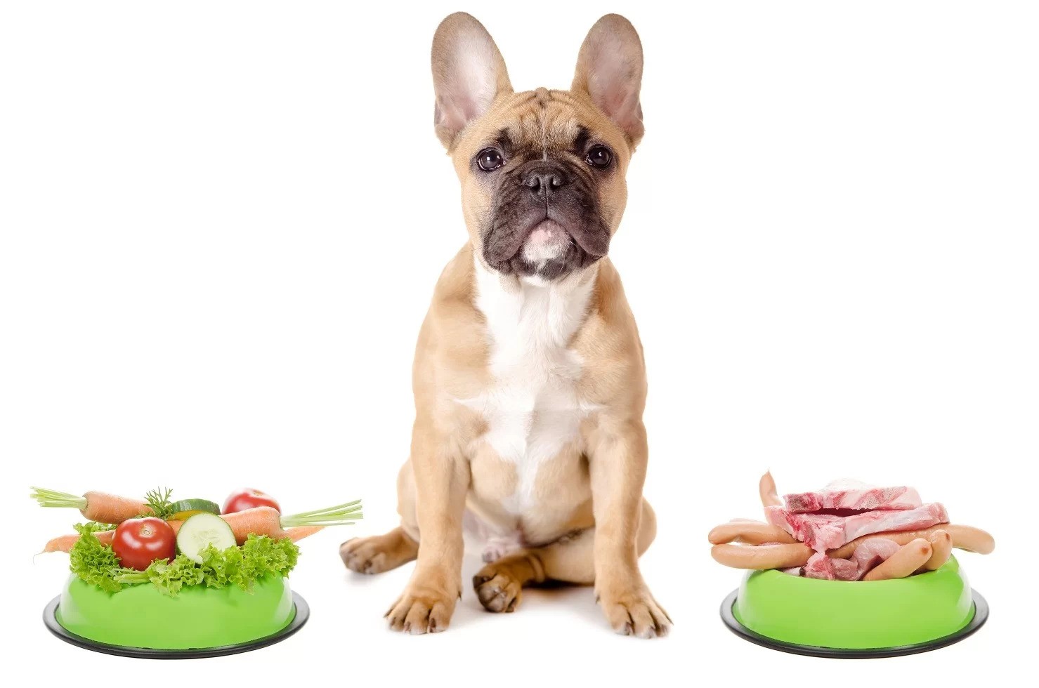 What Can French Bulldogs Eat? Dog-Friendly Foods Explained