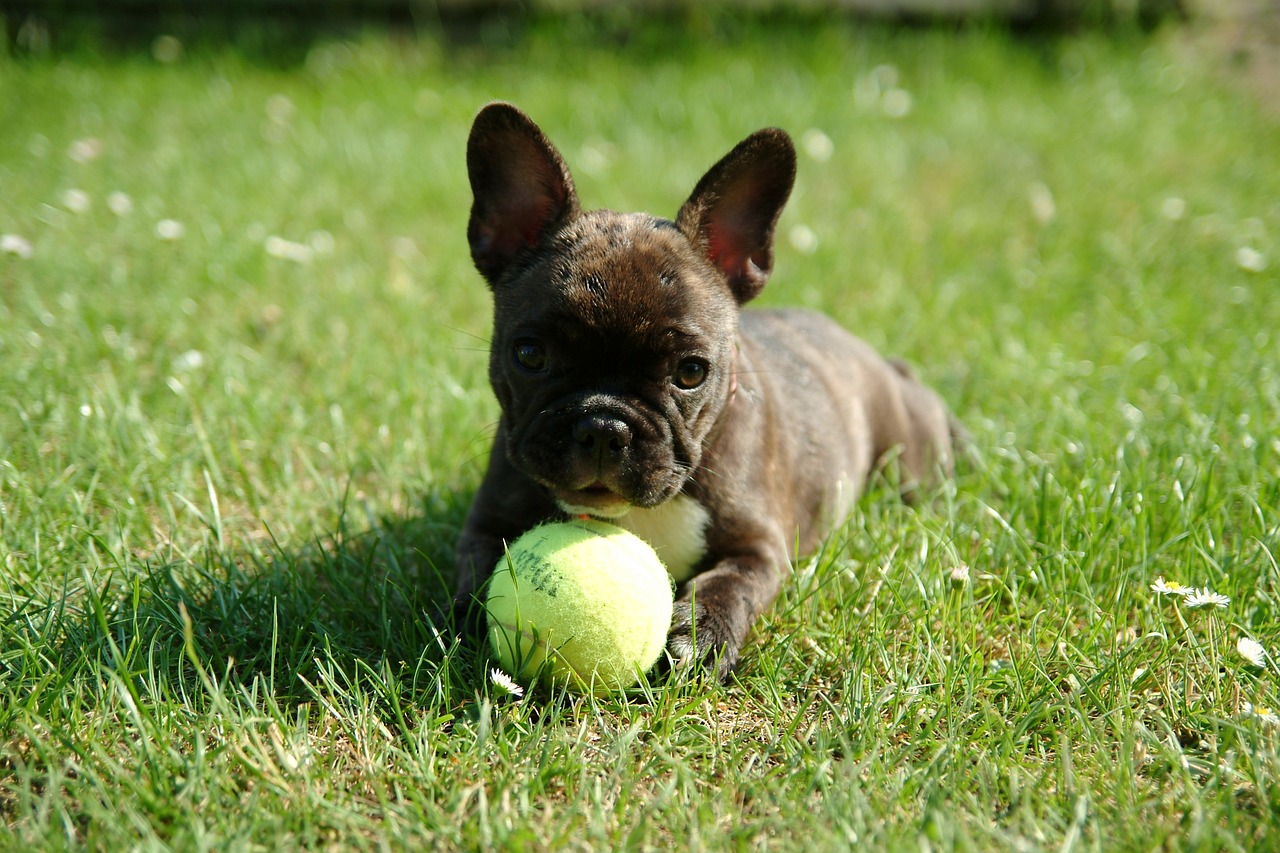 Factors Influencing French Bulldog Behavior