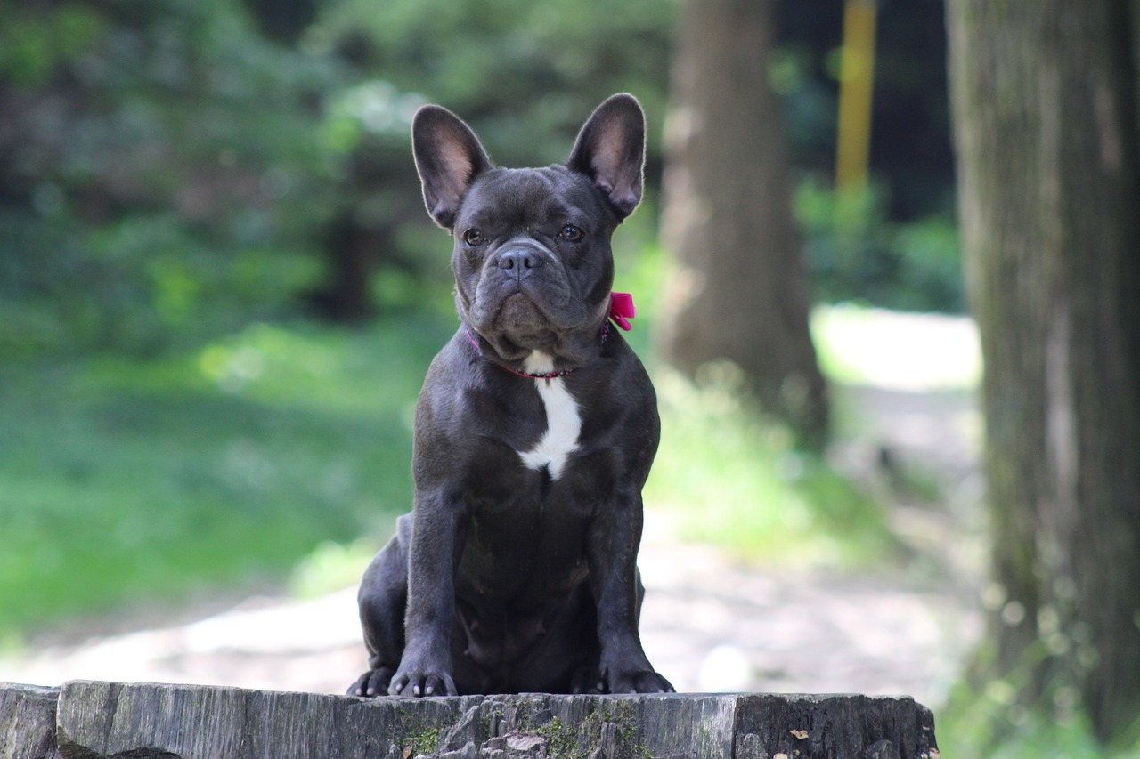 When Do French Bulldogs Calm Down? Tips for a Relaxed Pup