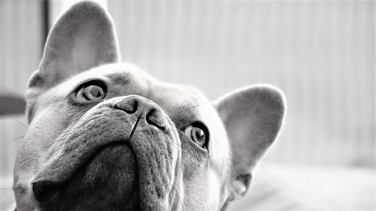 Why are French Bulldogs so Expensive? Unpacking the Costs