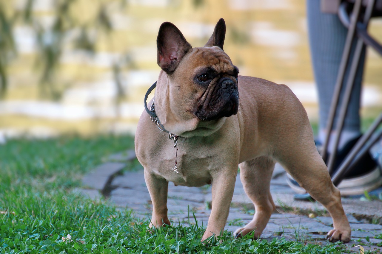 Environmental Modifications for a Calmer French Bulldog