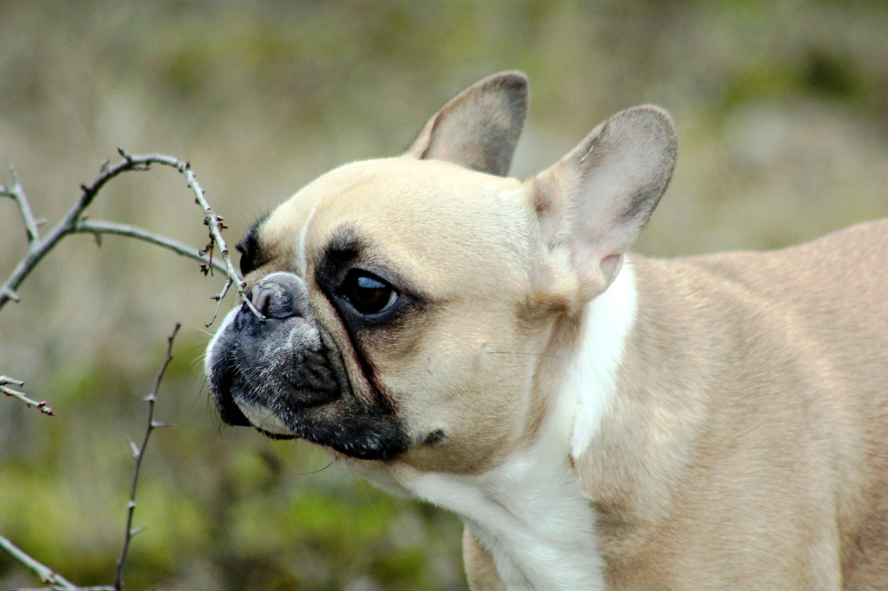 How Long Are French Bulldogs Pregnant?