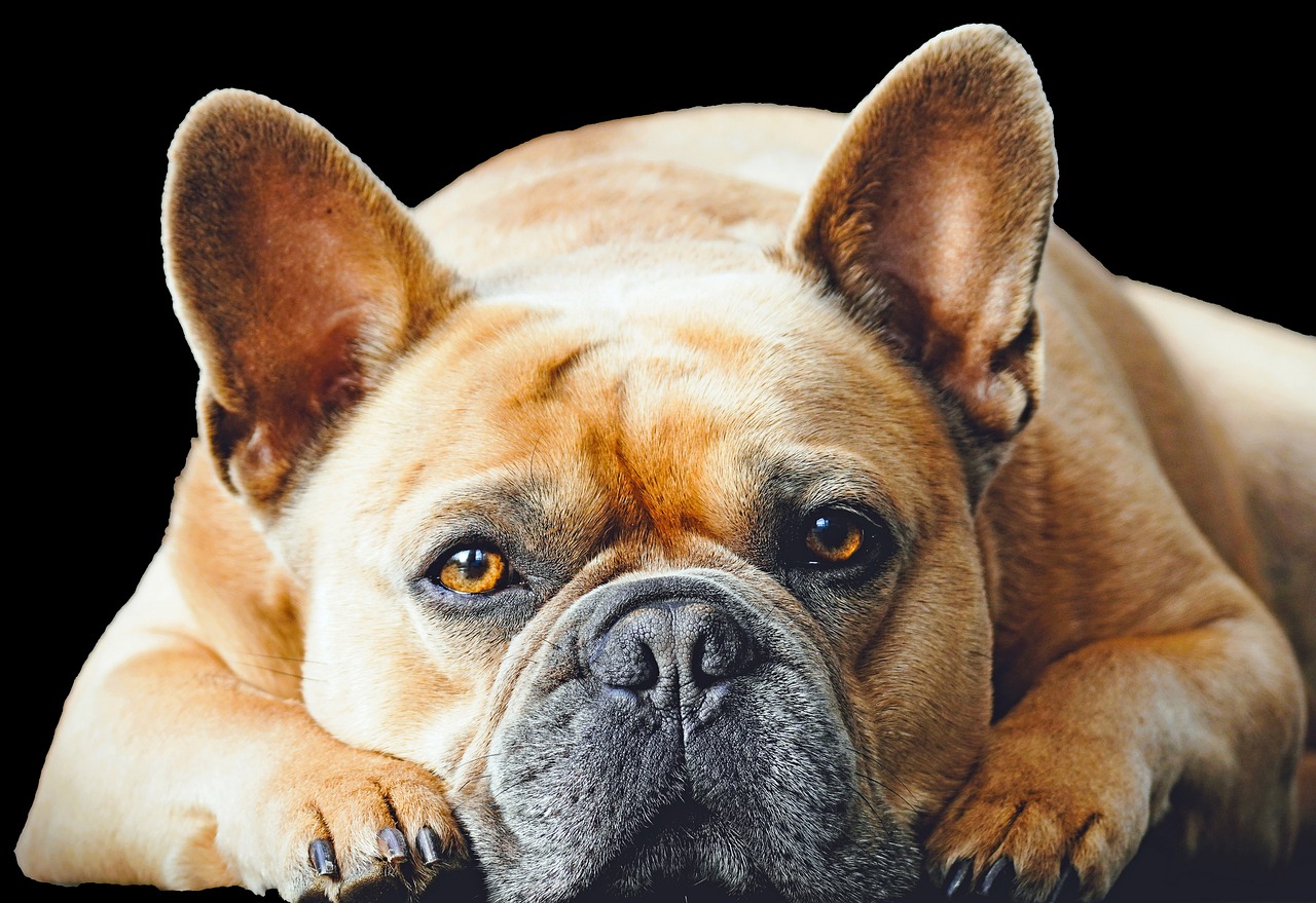 Are French Bulldogs Hypoallergenic? What You Might Not Expect