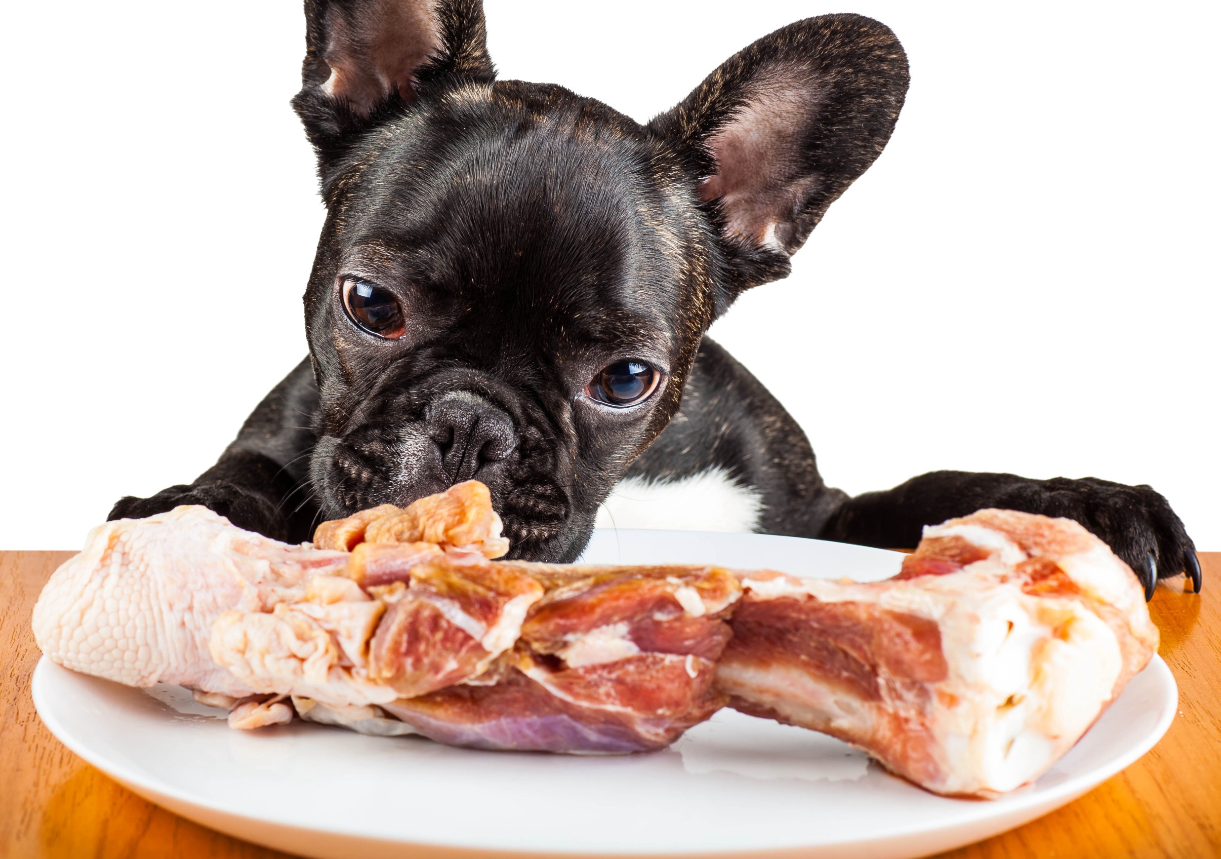 what can french bulldogs eat