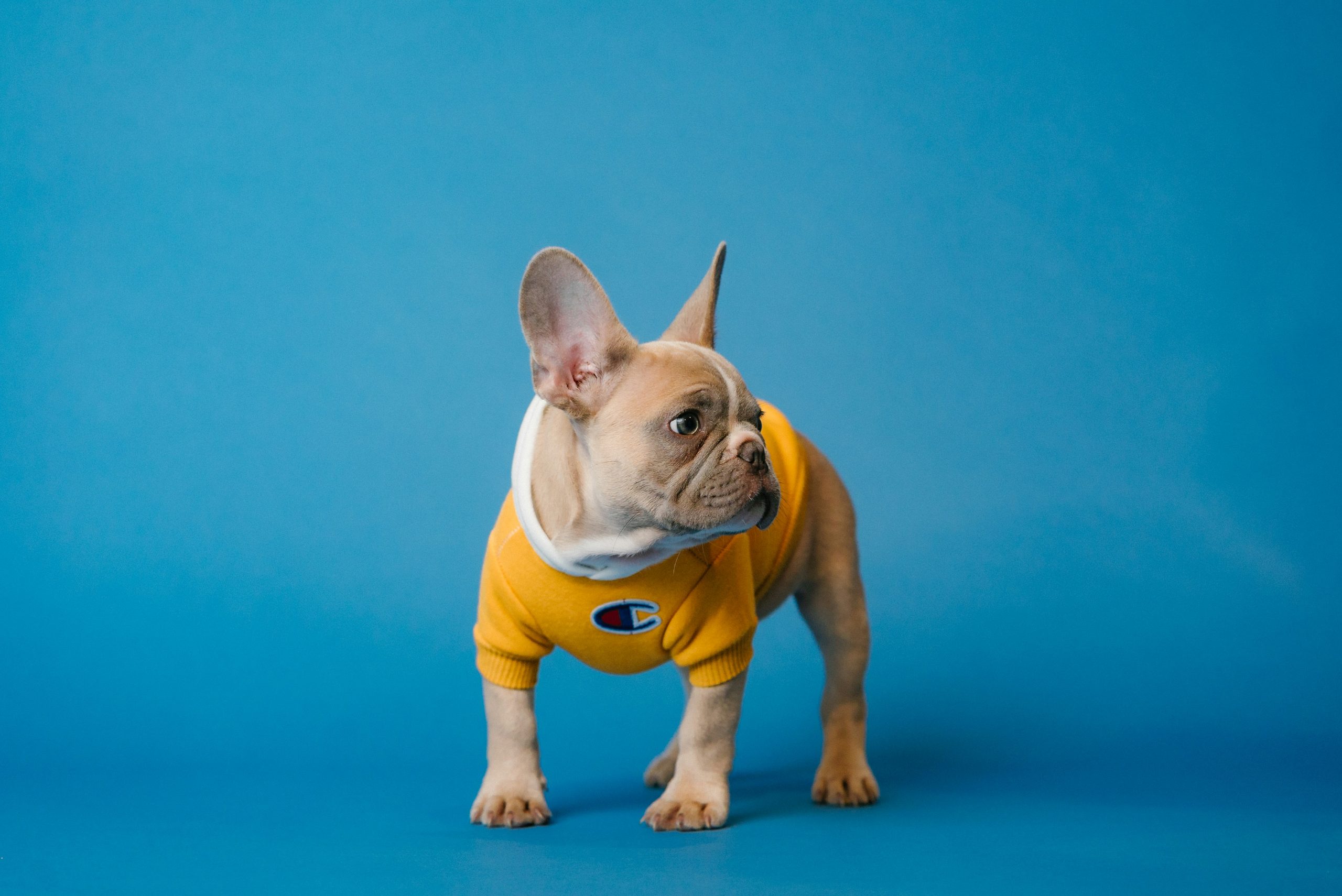 tail-docking-in-french-bulldog