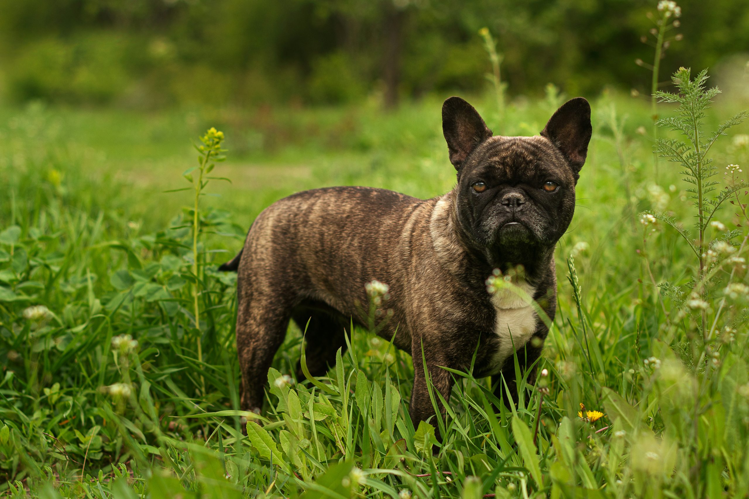 french-bulldog-tail-things-you-probably-didnt-know