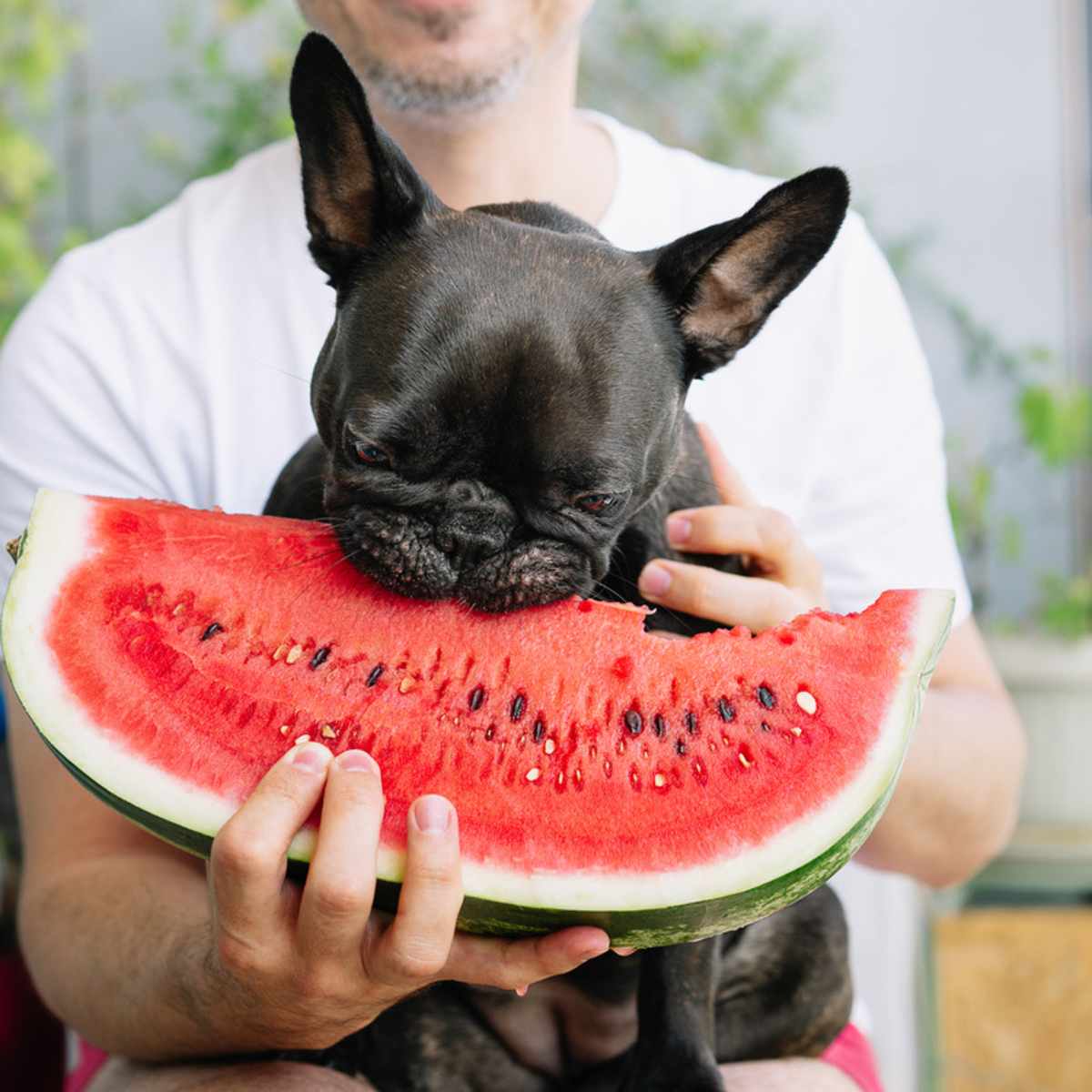 Watermelon: A Hydrating Treat