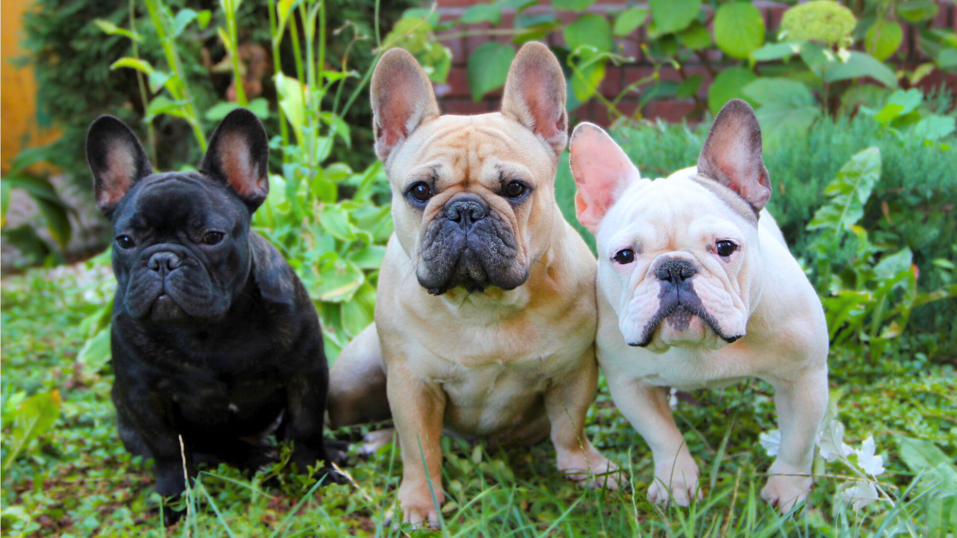 15 Different Types of Frenchies